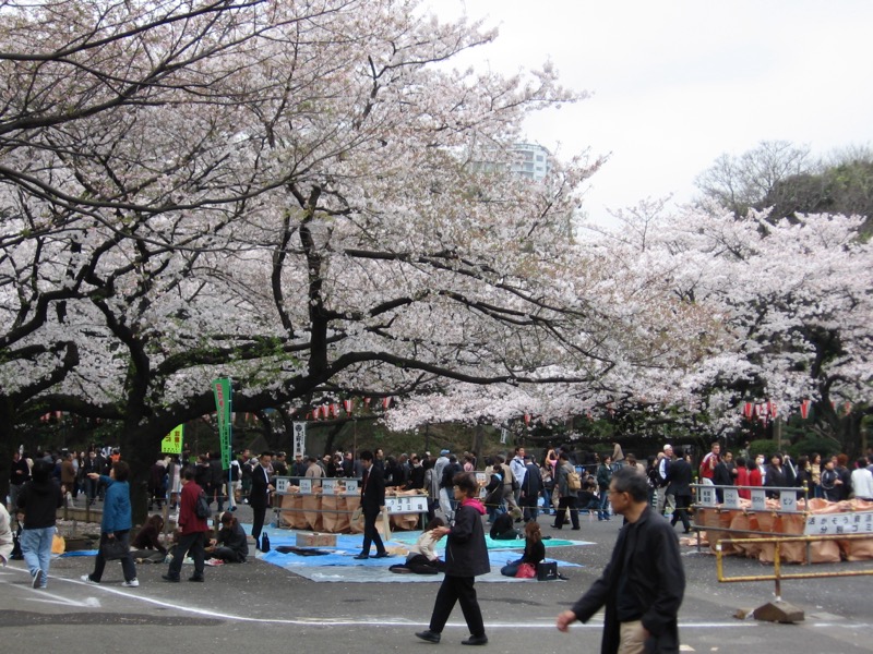 Cherry blossoms and picnics at Ueno Park, Tokyo